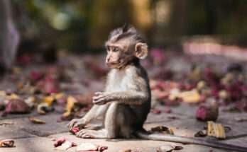 Cucciolo di scimmietta