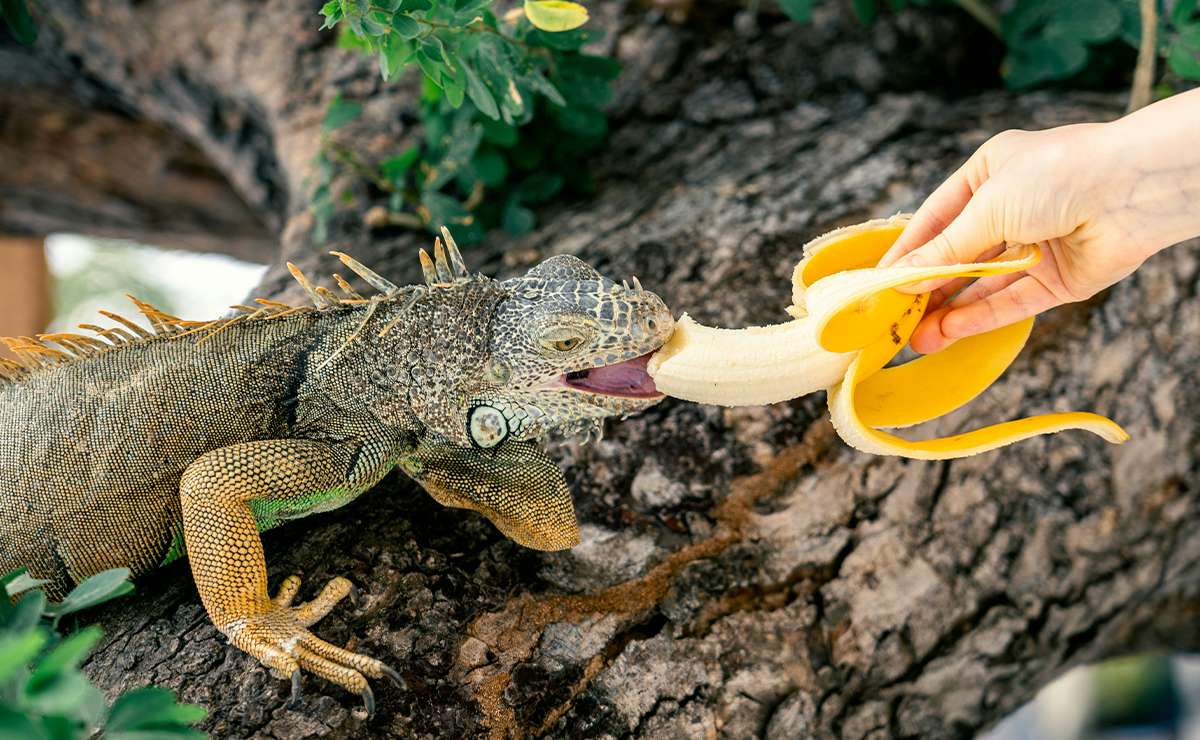 Iguana su un tronco che mangia una banana