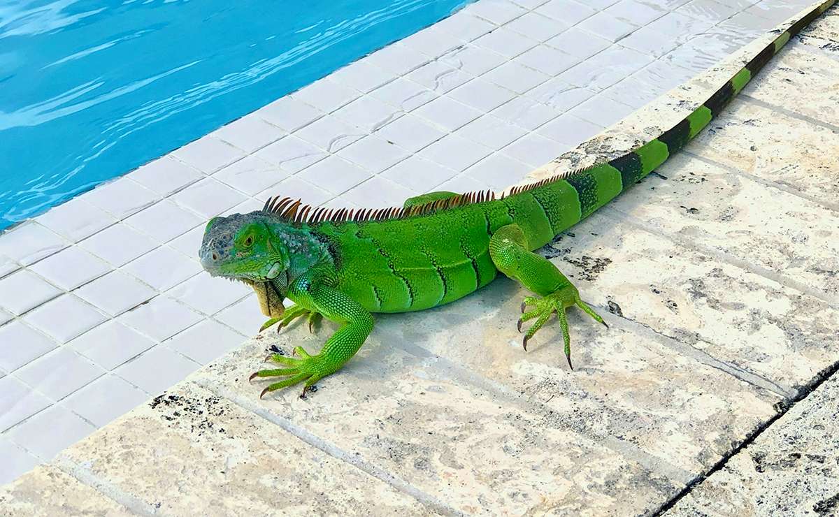 Iguana verde a bordo di una piscina