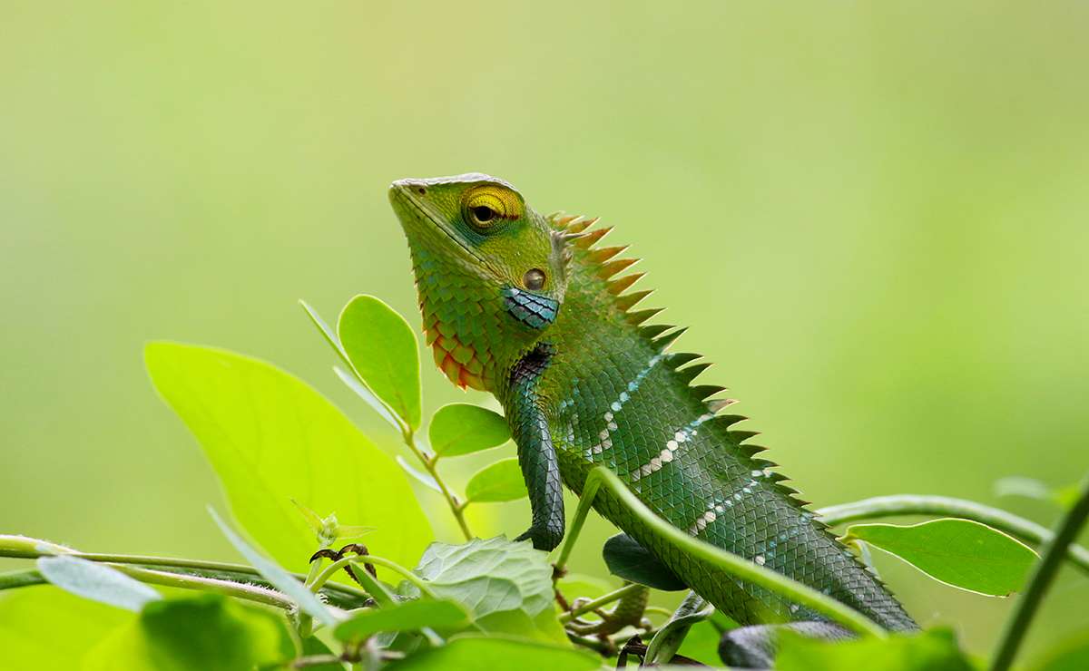 Iguana verde tra le foglie di un ramo