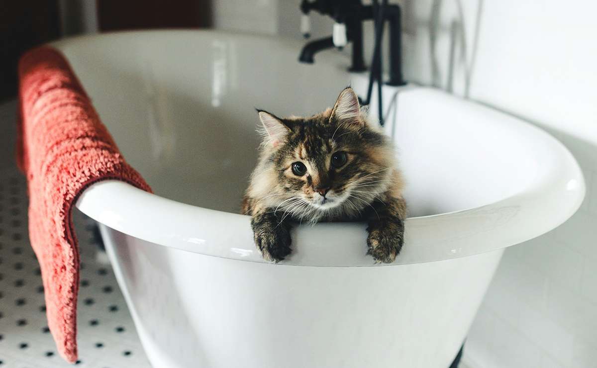 I gatti hanno davvero paura dell'acqua