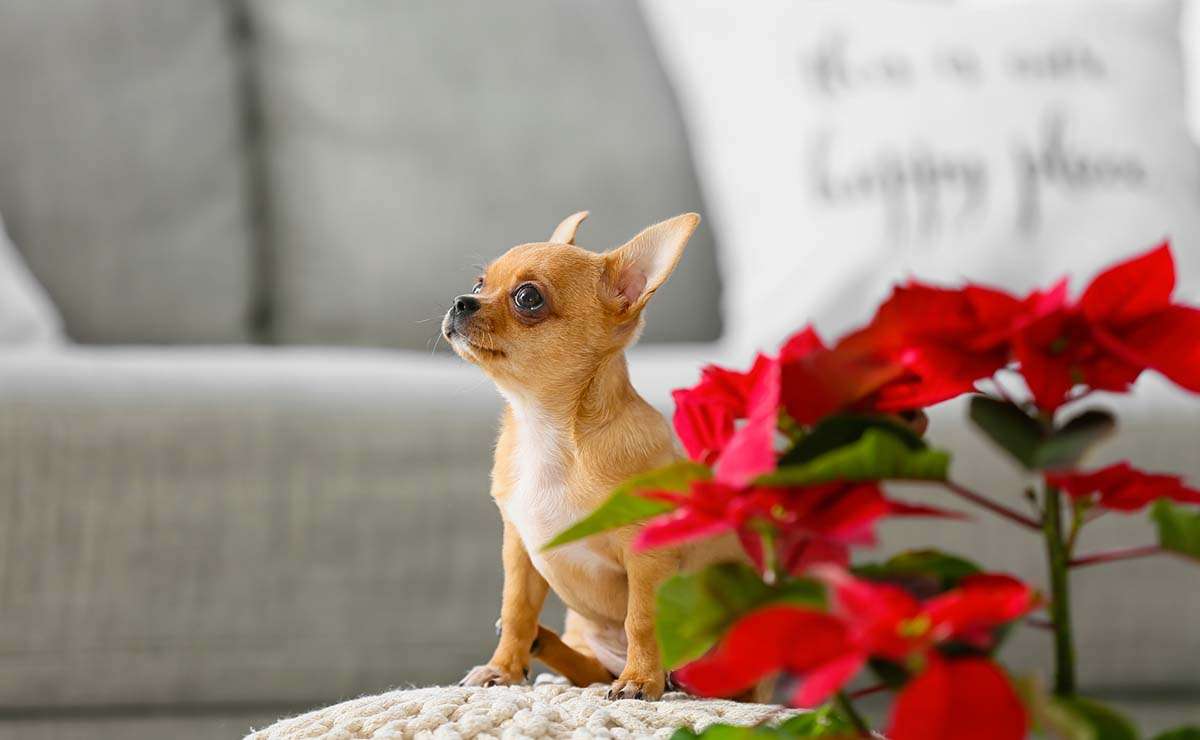 Un piccolo cane Chihuahua vicino a una Stella di Natale rossa in un soggiorno