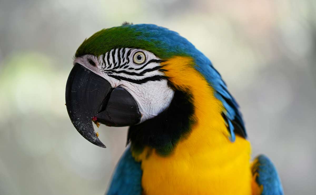 animali esotici in casa