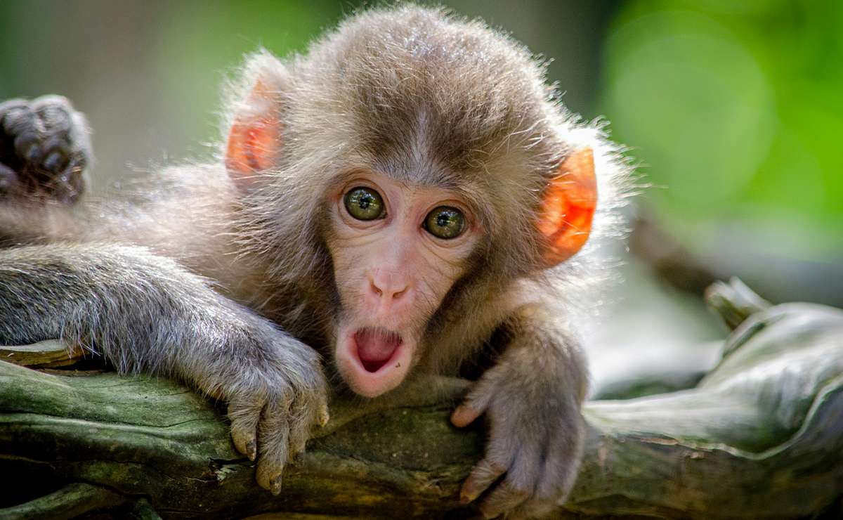 animali esotici vietati in Italia, quali animali esotici tenere in casa