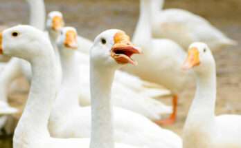 Branco di oche