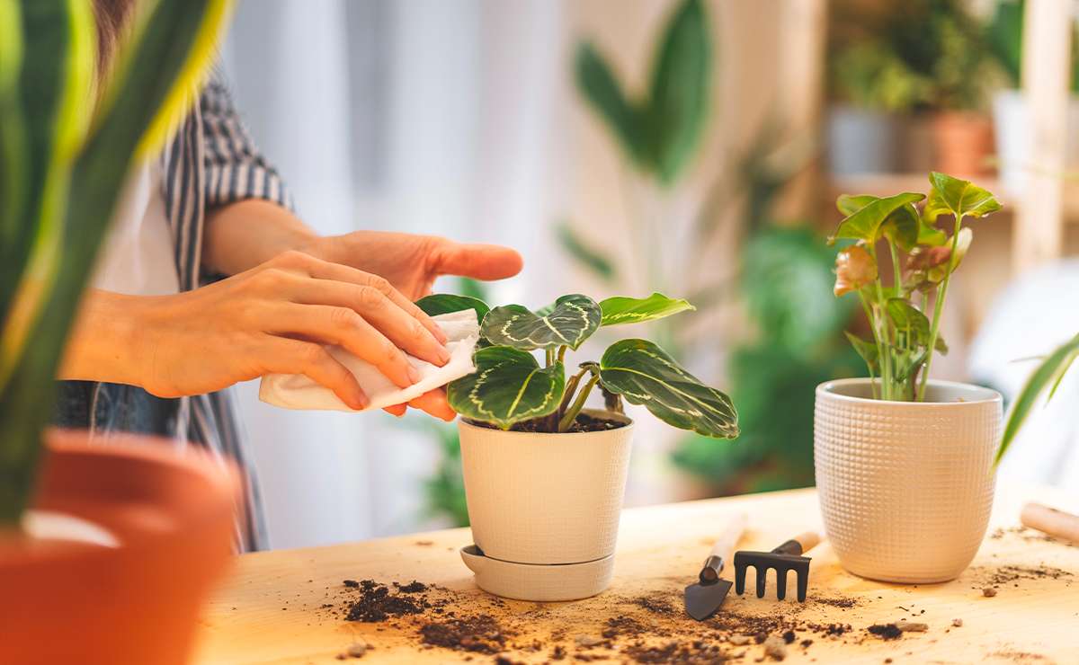 Persona che pulisce le foglie di una pianta da appartamento con un panno, circondata da vasi, terriccio e attrezzi da giardinaggio su un tavolo, in un ambiente domestico luminoso.