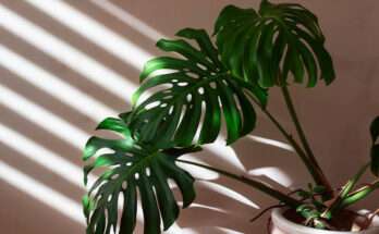 Pianta di monstera in vaso illuminata da luce naturale filtrata da veneziane, con foglie verdi brillanti e intagliate