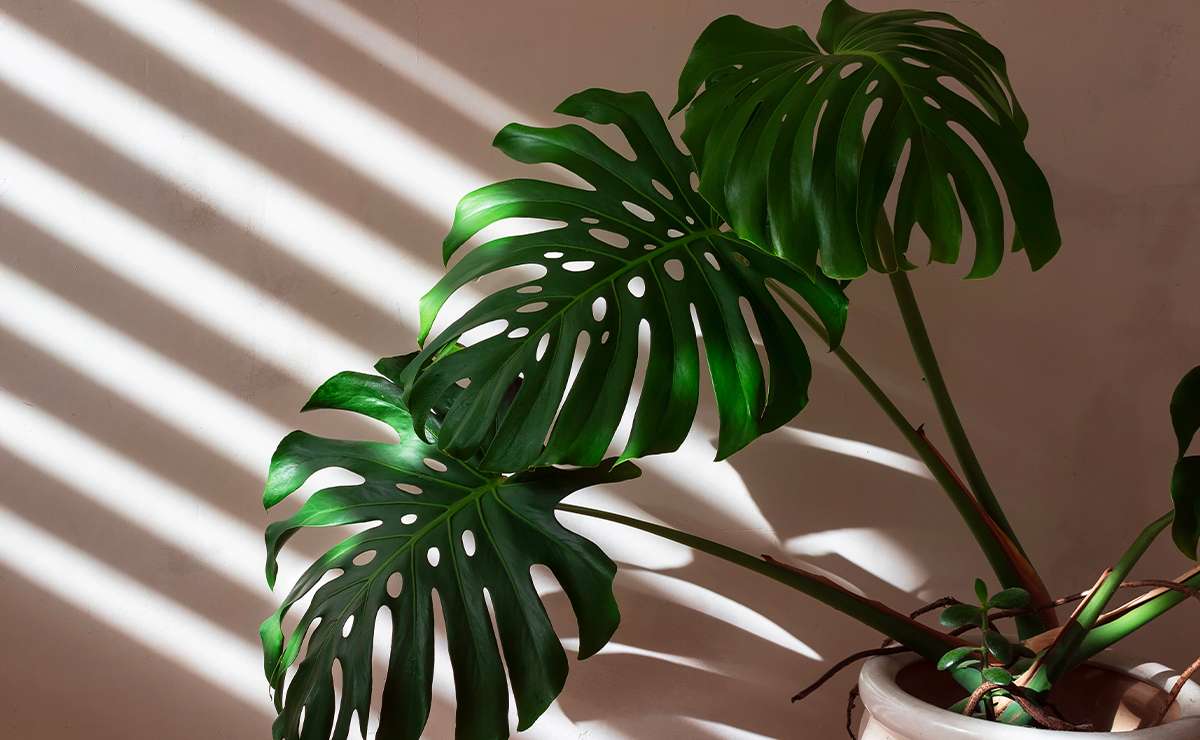Pianta di monstera in vaso illuminata da luce naturale filtrata da veneziane, con foglie verdi brillanti e intagliate