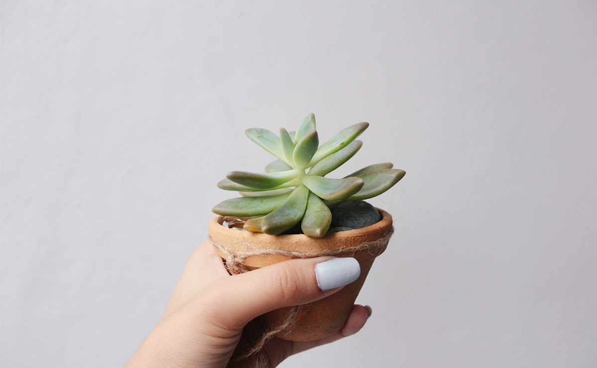 piante da appartamento dal potere rilassante