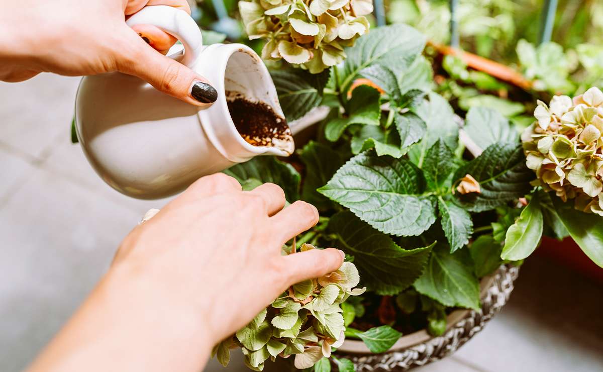 Mani femminili versano fondi di caffè da una piccola brocca bianca su una pianta di ortensia in vaso, evidenziando l'uso dei fondi di caffè come fertilizzante naturale per le piante.