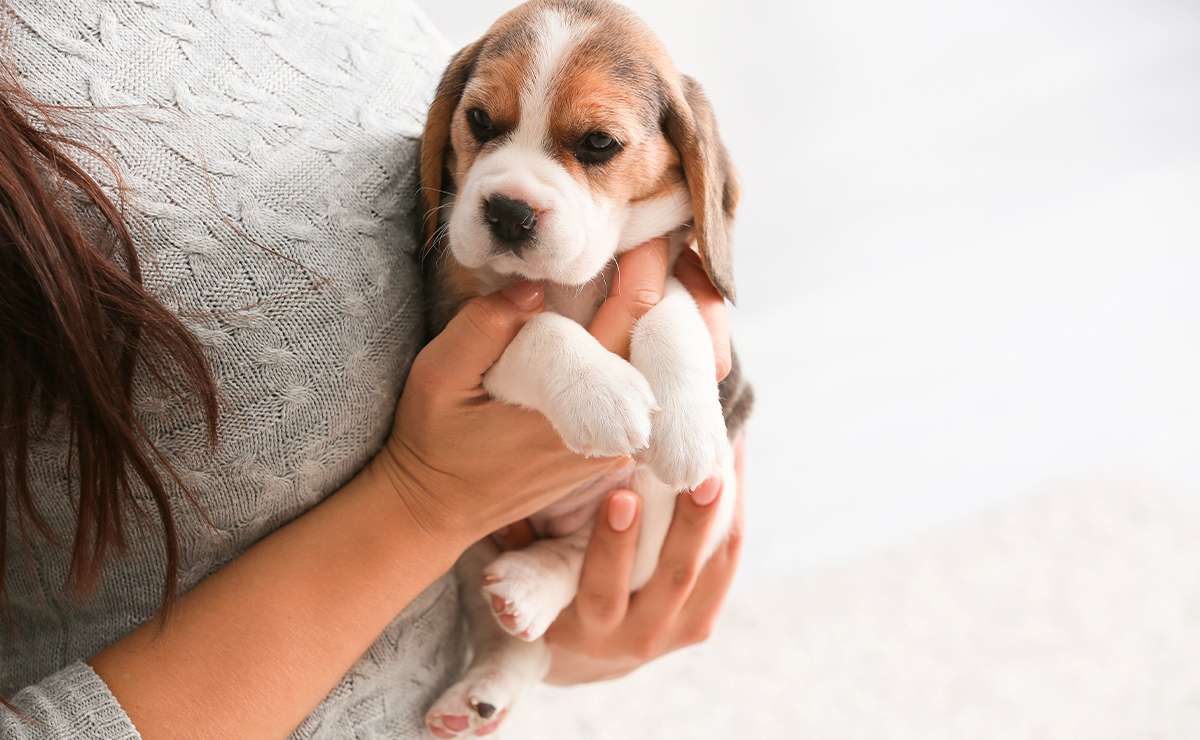 Cucciolo di Beagle tenuto in braccio da una donna, simbolo di accoglienza e affetto nei primi giorni in casa