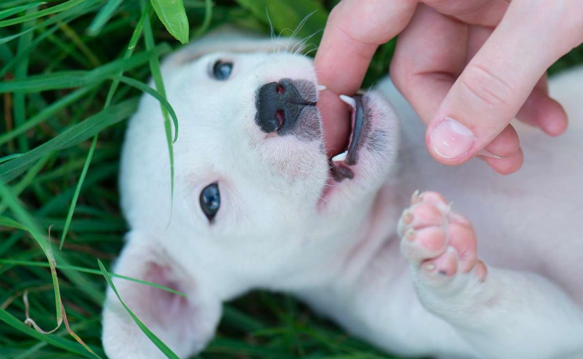 Cucciolo di cane bianco che gioca con una mano umana mentre mostra i dentini, sdraiato sull’erba