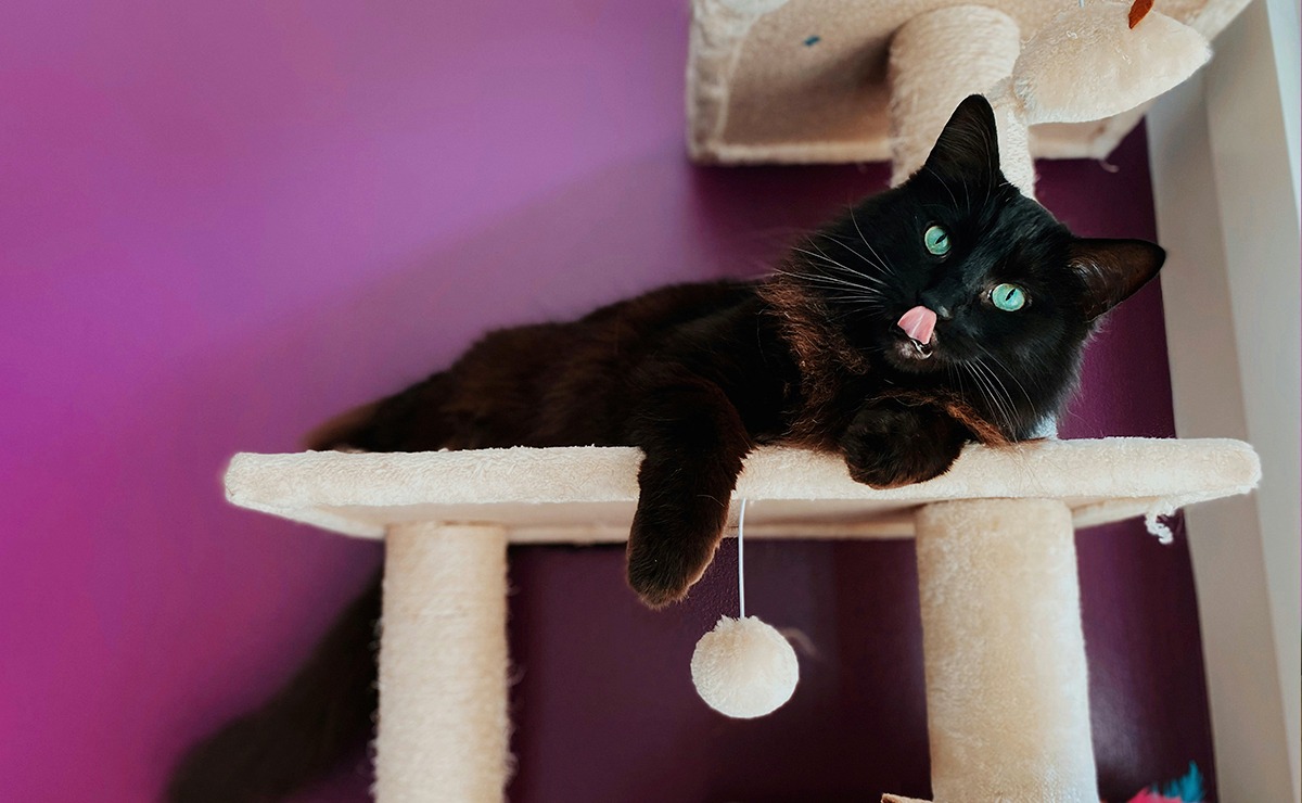 Gatto nero sul graffiatorio