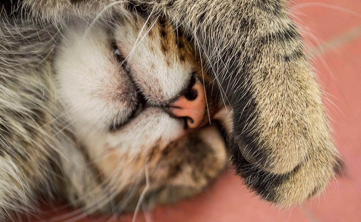 Gatto che copre gli occhi con la zampina