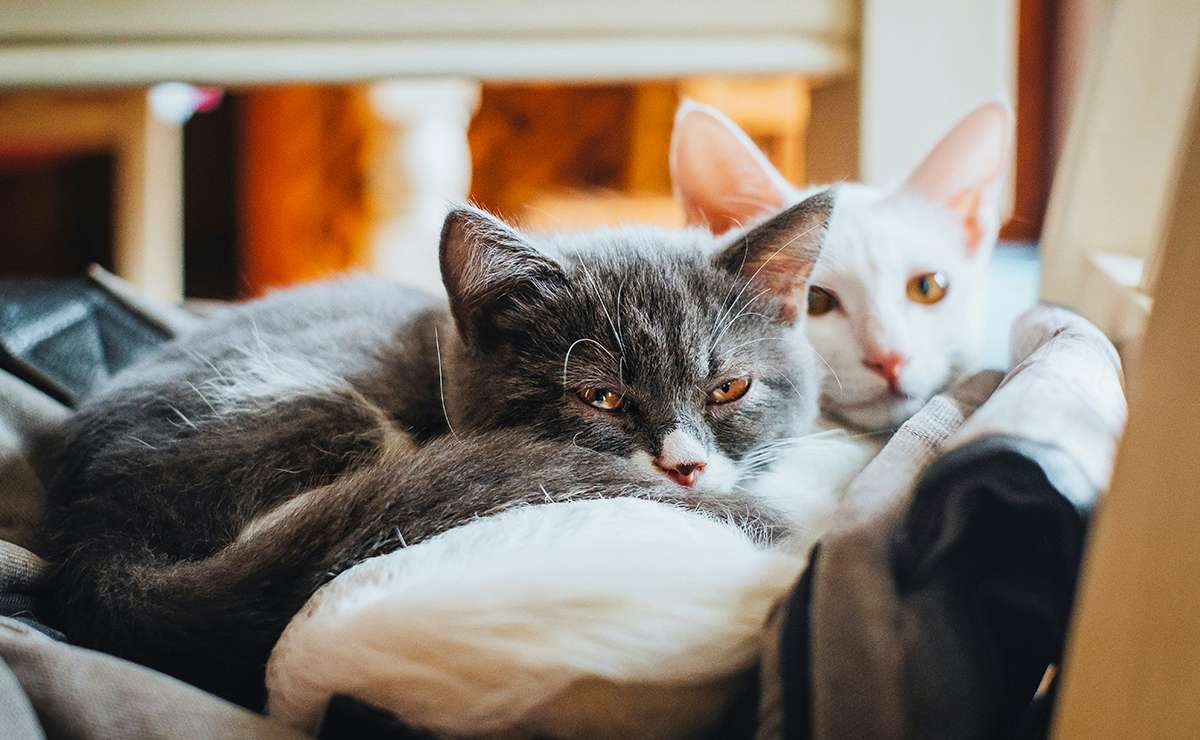 Come fare andare d’accordo gatti adulti