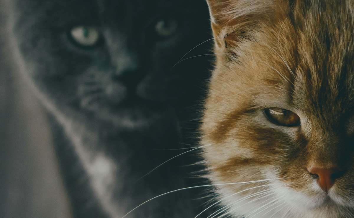 Come fare se il gatto non accetta il nuovo arrivato