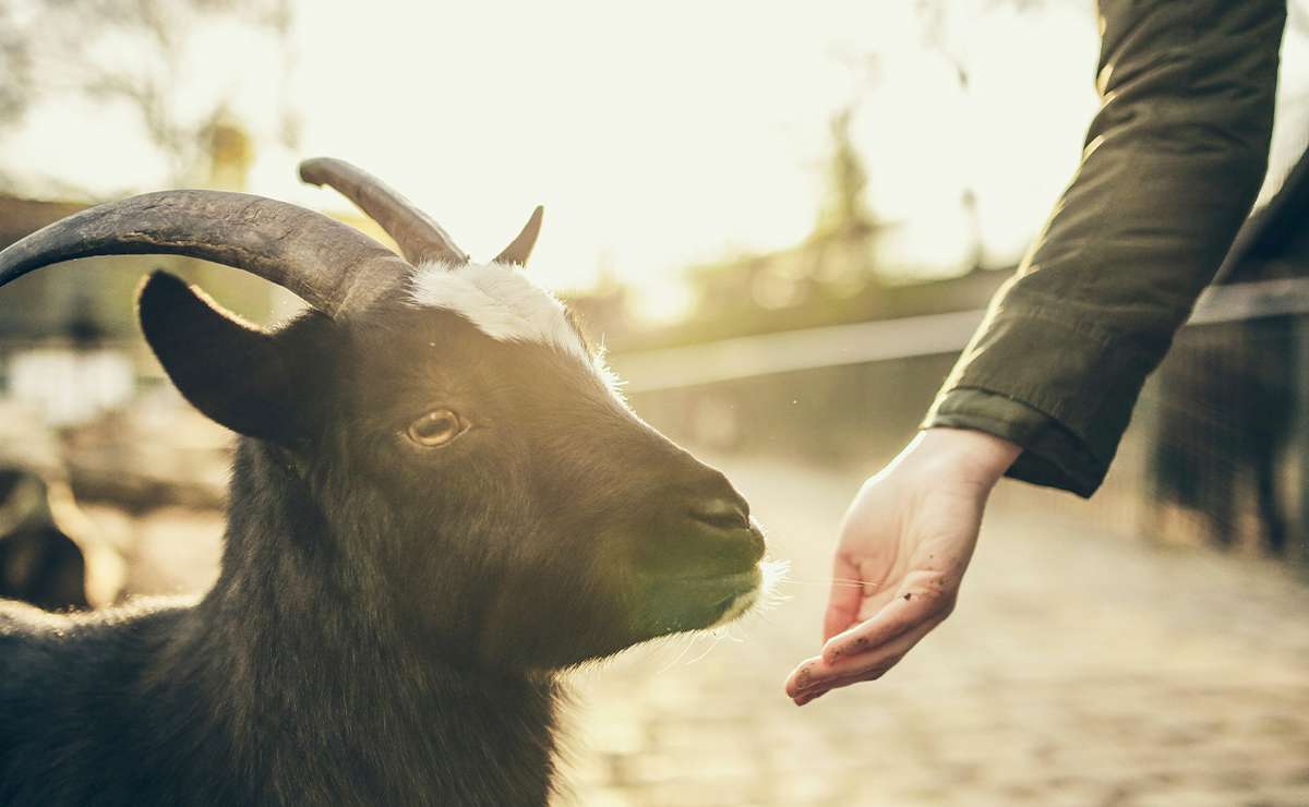 Ragazza offre cibo a una capra