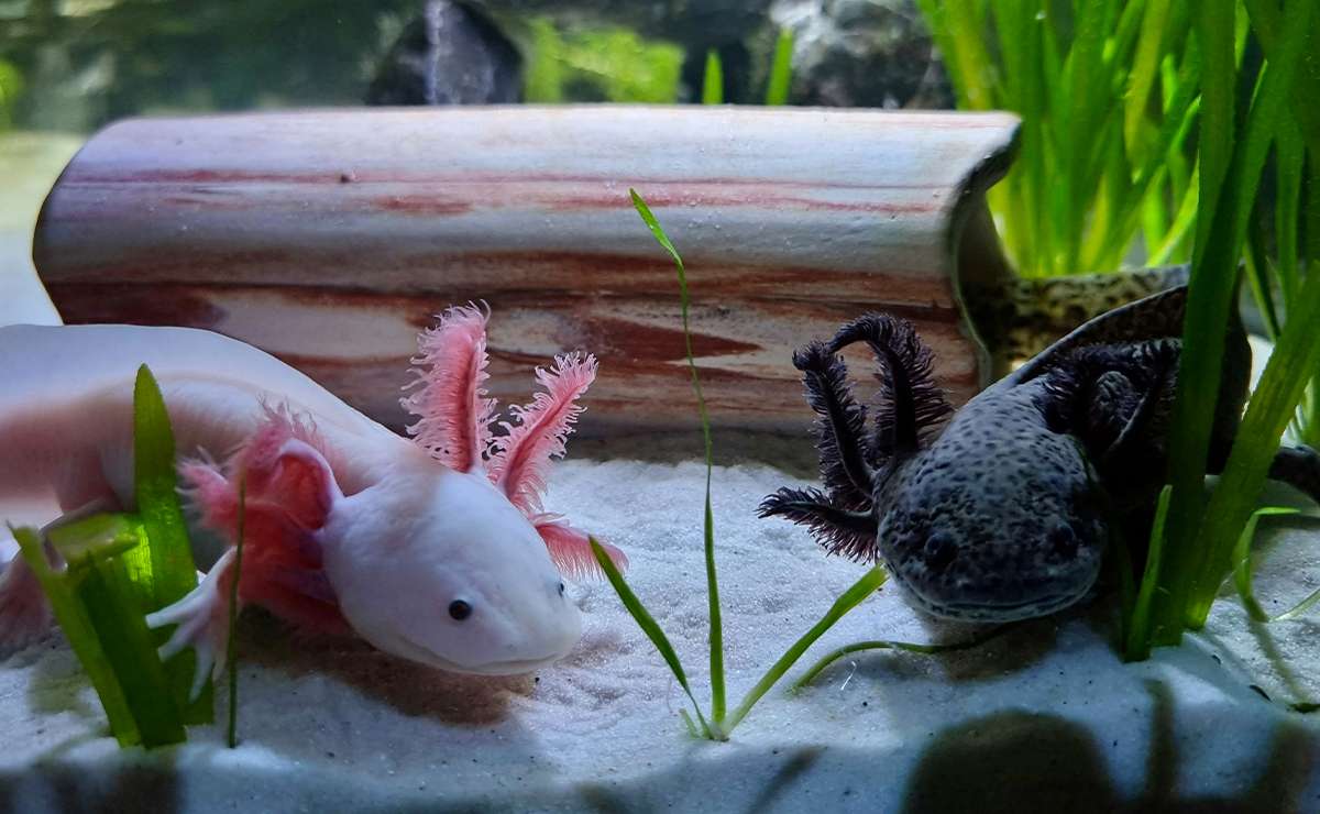 due axolotl in acquario