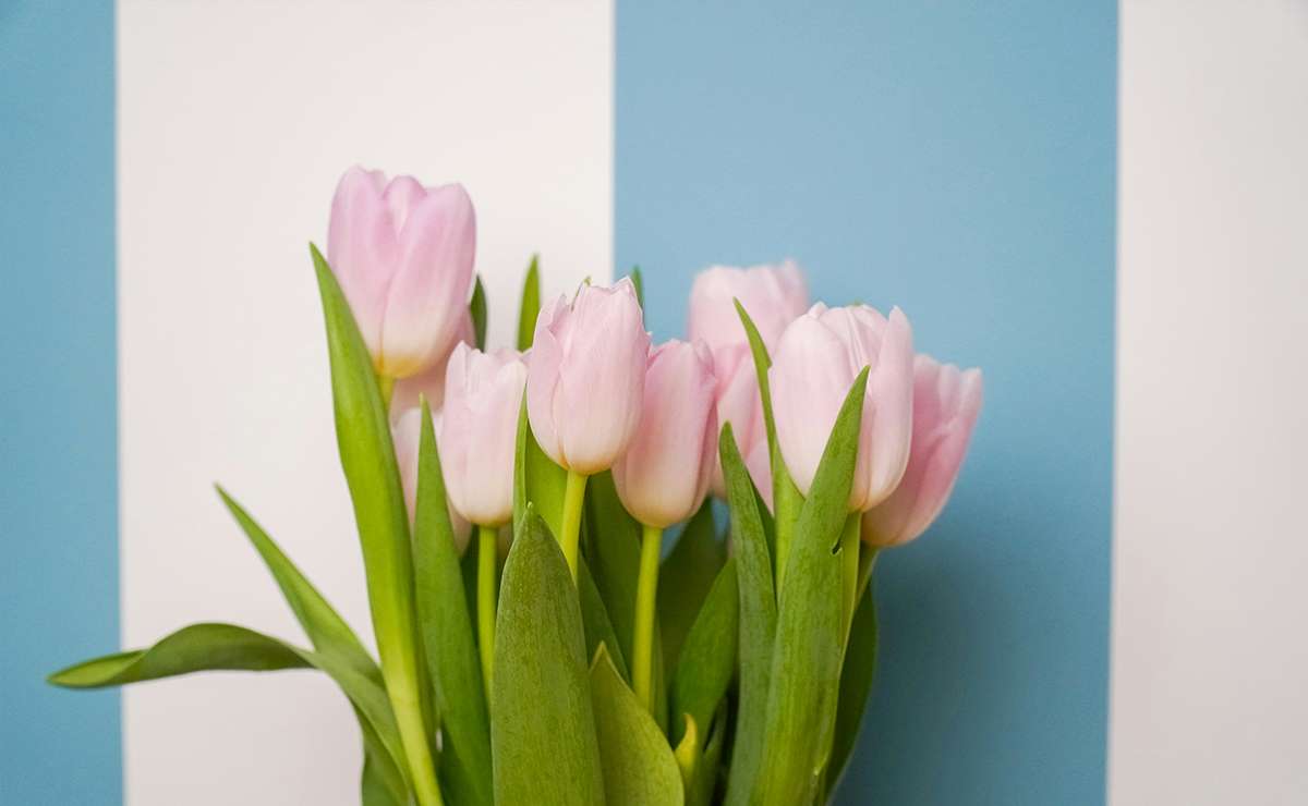 mazzo di tulipani rosa su sfondo a righe bianche e azzurre
