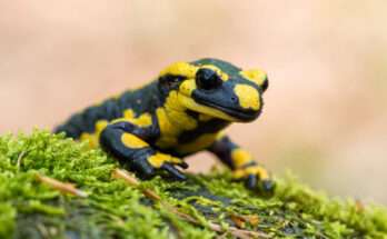 Una salamandra pezzata con il suo caratteristico pattern giallo e nero, ripresa su un letto di muschio verde in un ambiente naturale.