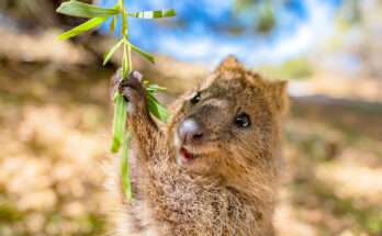 Un quokka sorridente tiene un ramo di foglie verdi, immortalato nel suo habitat naturale sotto una luce calda e luminosa.