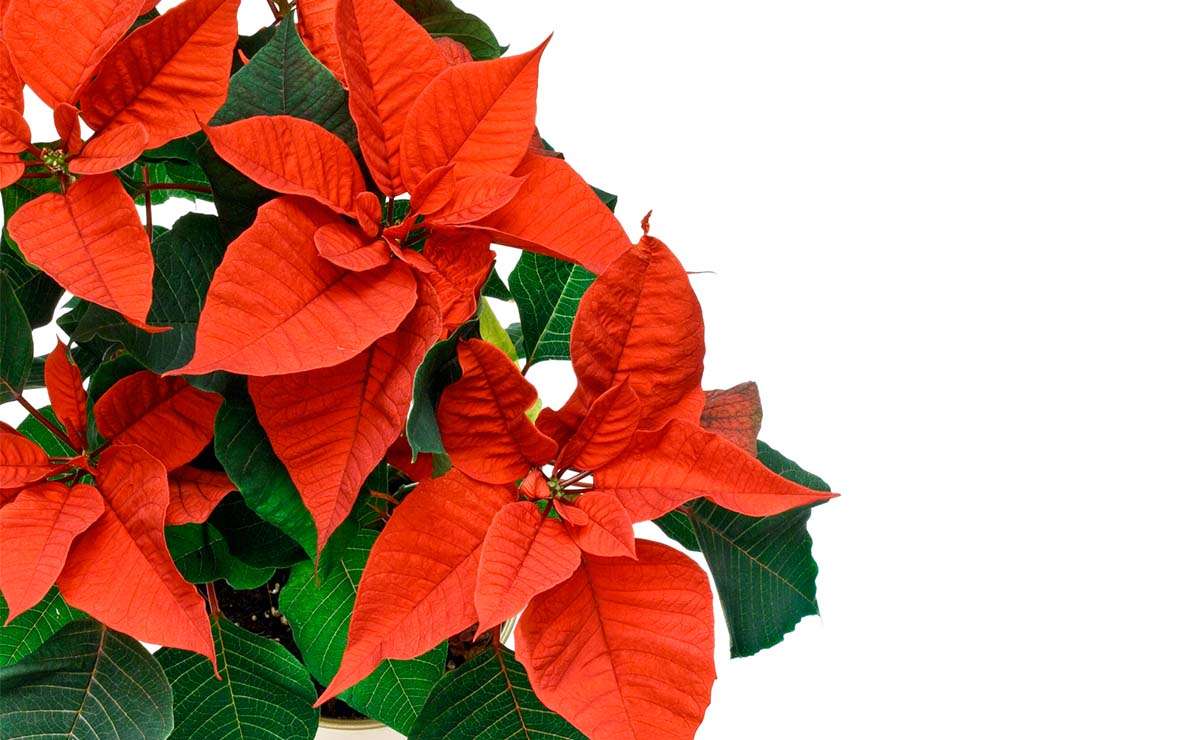 Primo piano di una Stella di Natale rossa, simbolo delle festività natalizie, con foglie verdi e rosse vivaci su sfondo bianco.