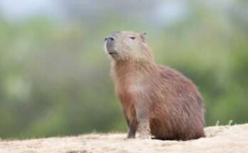 rimo piano di un capibara, il roditore più grande al mondo, seduto su una collina sabbiosa con uno sfondo verde sfocato.