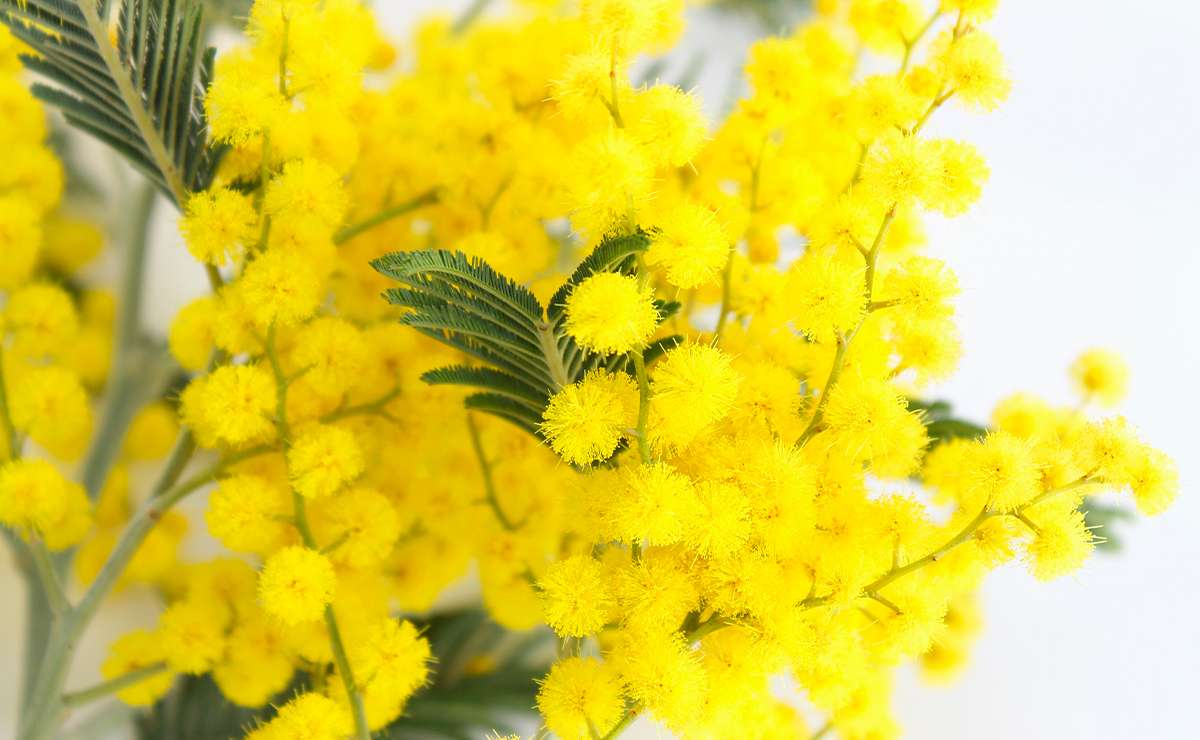 Rametti di mimosa con fiori gialli soffici e foglie verdi su sfondo chiaro. Il fiore simbolo dell’8 marzo, associato alla Giornata internazionale della donna.