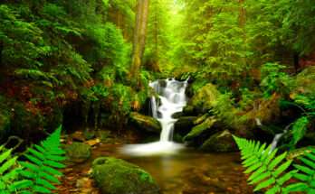 Cascata immersa in un fitto bosco verde con felci in primo piano, simbolo della bellezza incontaminata della natura.