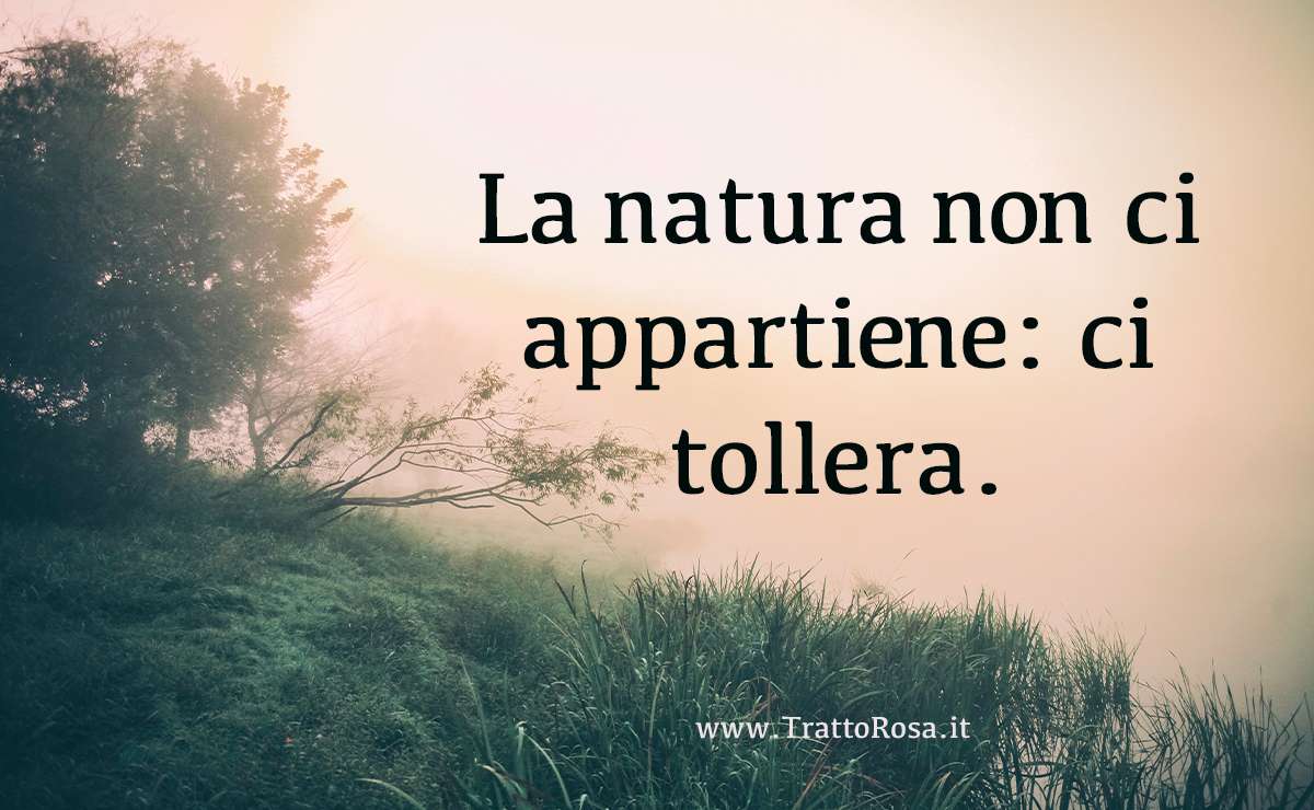 alberi verdi o cespugli vicino al lago al mattino nebbioso