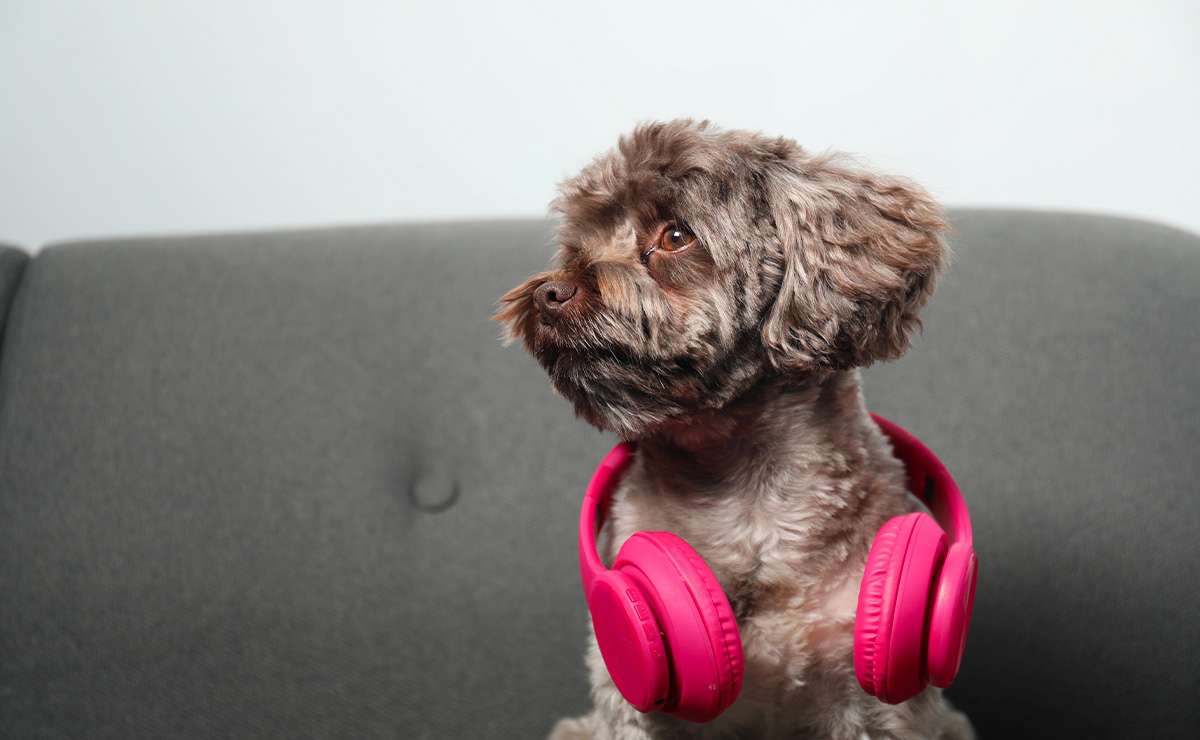 Cagnolino marrone seduto su un divano con cuffie rosa al collo
