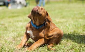 Cane con collare blu che si gratta all’orecchio in un prato, possibile sintomo di infestazione da parassiti come pulci o zecche