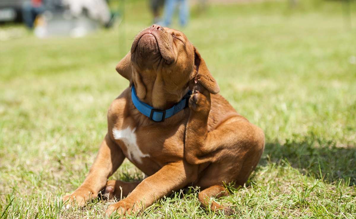 Cane con collare blu che si gratta all’orecchio in un prato, possibile sintomo di infestazione da parassiti come pulci o zecche