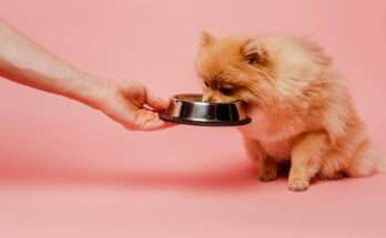 Cane di piccola taglia mangia da una ciotola tenuta a mano su sfondo rosa, simbolo di attenzione all’alimentazione del cane in estate.