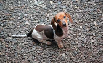 Cucciolo di cane bassotto su terreno di ghiaia, con sguardo curioso verso l’obiettivo — comportamento da osservare se tende a ingerire sassi.