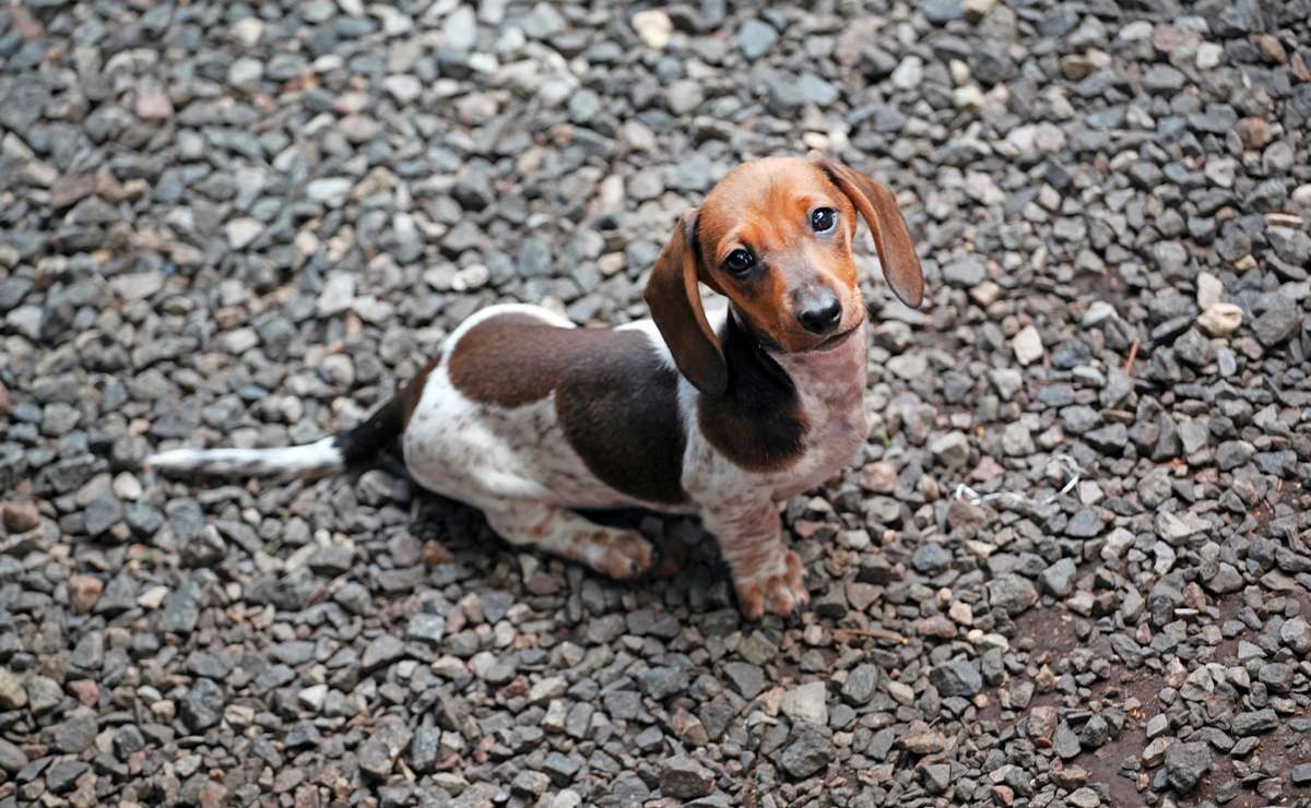 Cucciolo di cane bassotto su terreno di ghiaia, con sguardo curioso verso l’obiettivo — comportamento da osservare se tende a ingerire sassi.