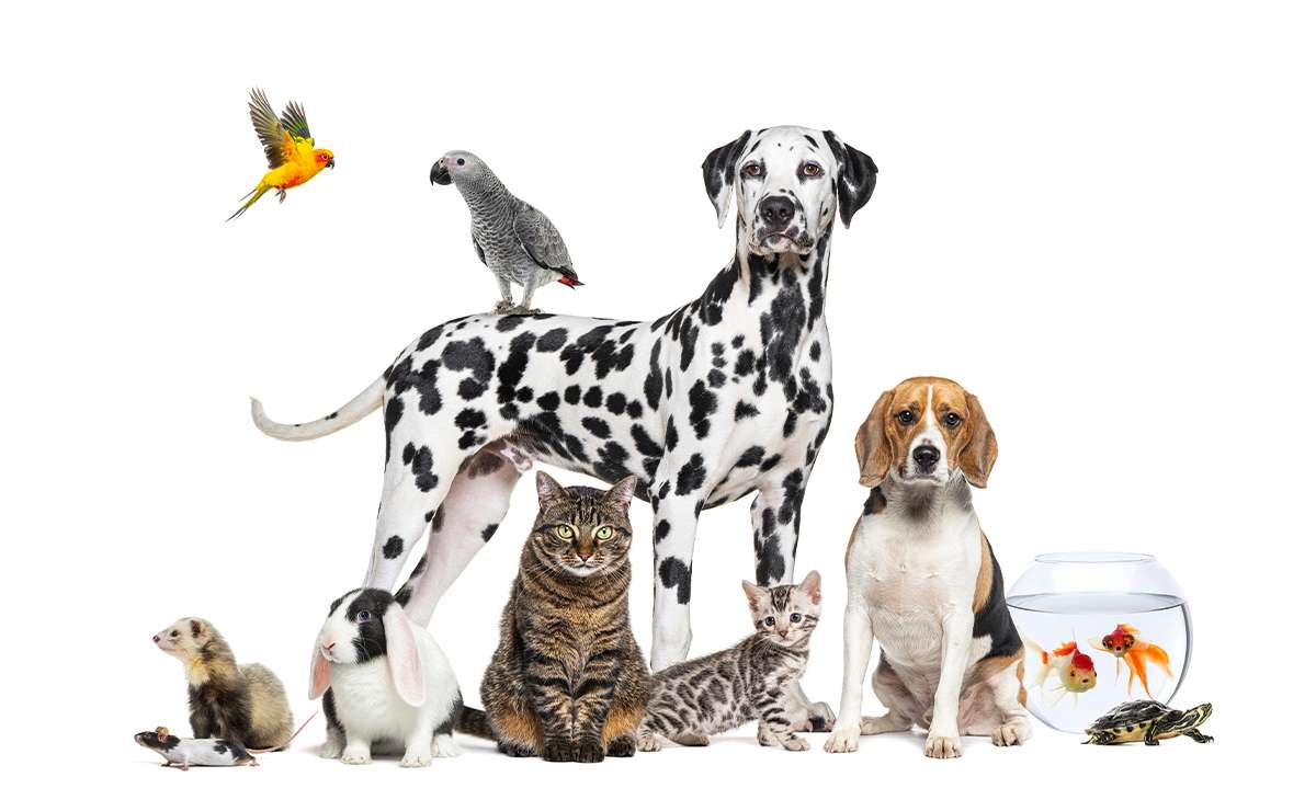 Gruppo di animali domestici su sfondo bianco, tra cui cani, gatti, coniglio, furetto, topo, pappagalli, pesci rossi e tartaruga.