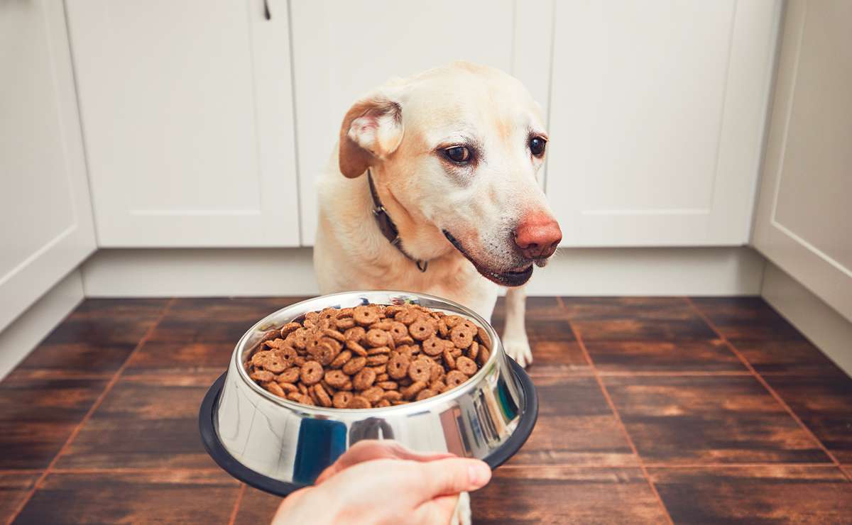 Cane di taglia media guarda con scarso interesse una ciotola piena di crocchette, a indicare la perdita di appetito tipica nei cani durante l’estate.