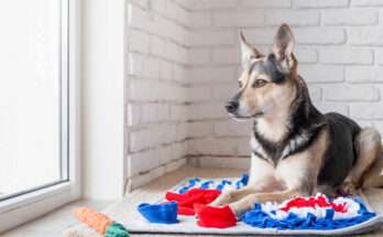 Cane seduto su tappeto olfattivo colorato vicino a una finestra, mentre interagisce con il gioco per la stimolazione mentale e l’attivazione del fiuto.