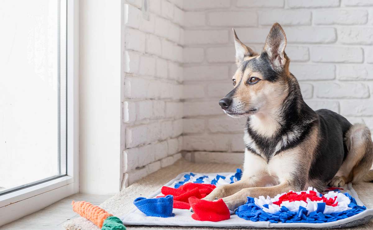 Cane seduto su tappeto olfattivo colorato vicino a una finestra, mentre interagisce con il gioco per la stimolazione mentale e l’attivazione del fiuto.