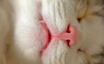 Primo piano del muso di un gatto mentre dorme, con focus sui denti visibili e il nasino rosa, utile per illustrare la perdita di denti nei gatti adulti.