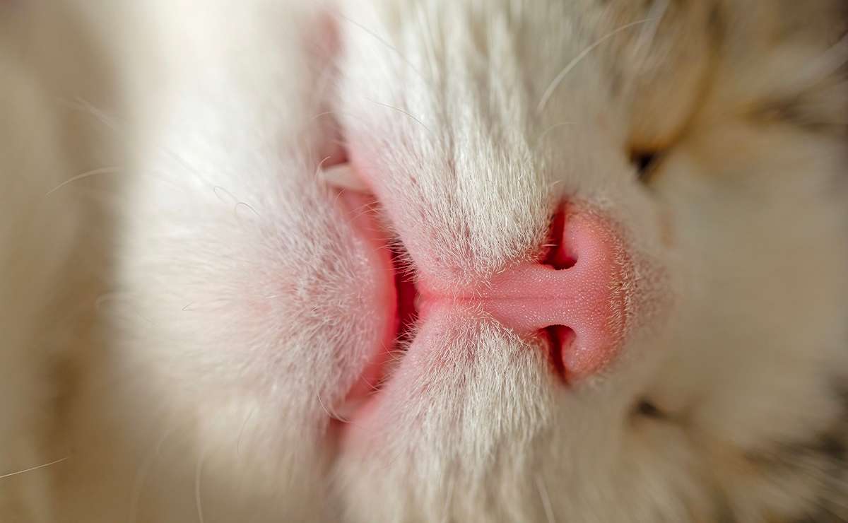 Primo piano del muso di un gatto mentre dorme, con focus sui denti visibili e il nasino rosa, utile per illustrare la perdita di denti nei gatti adulti.