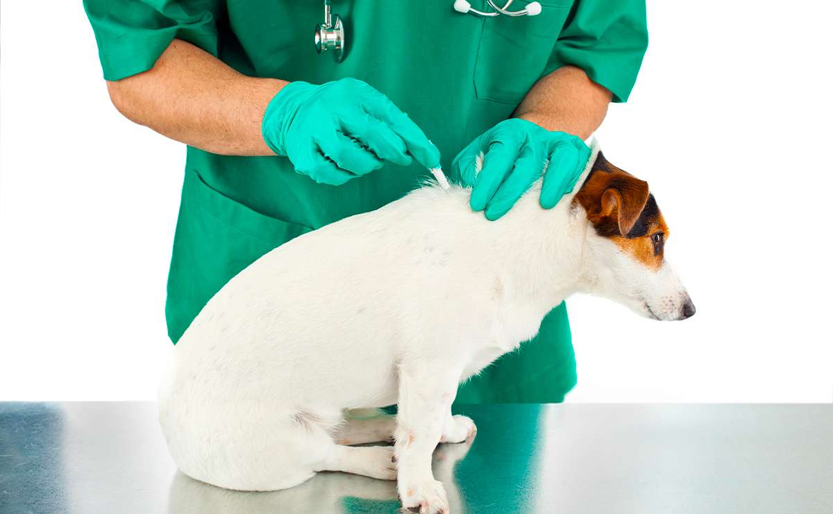Veterinario applica antiparassitario spot-on sulla schiena di un cane per prevenire pulci, zecche e parassiti esterni