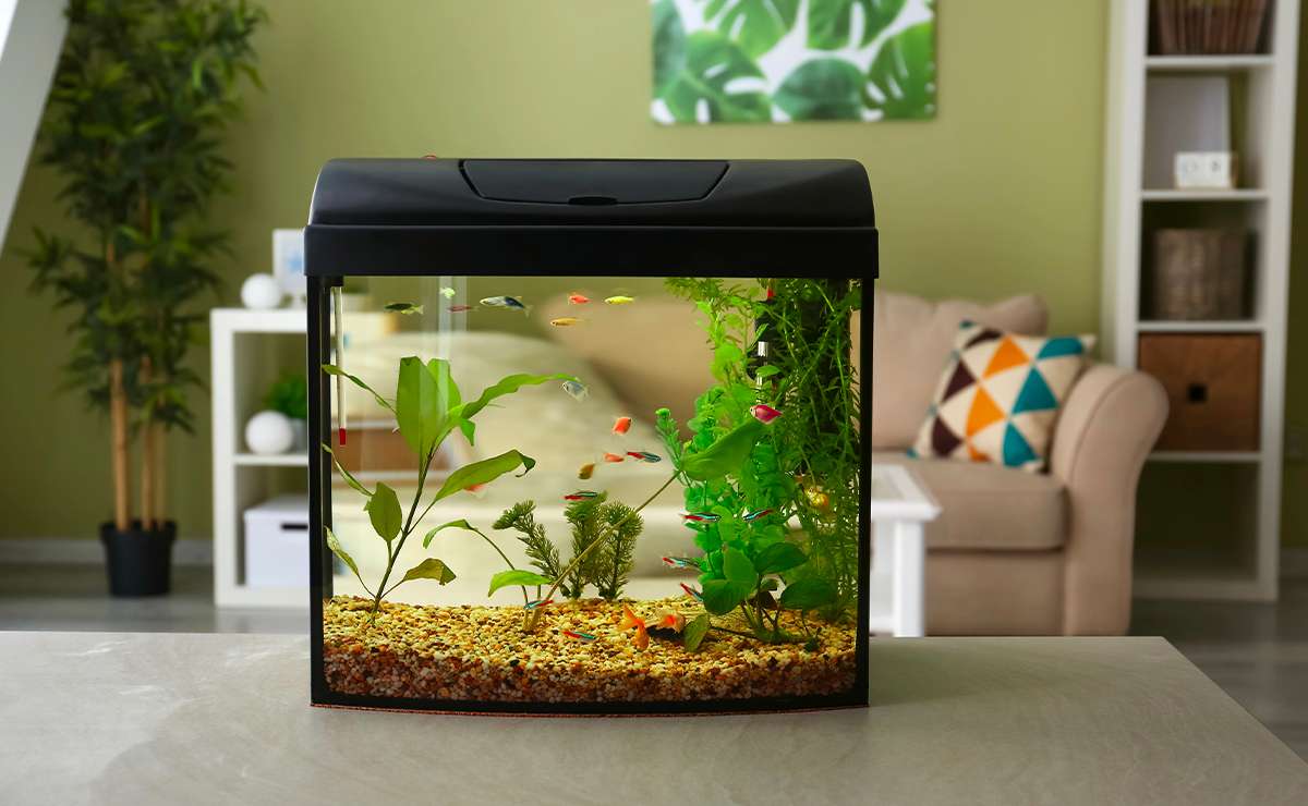 Acquario domestico con pesci colorati e piante acquatiche