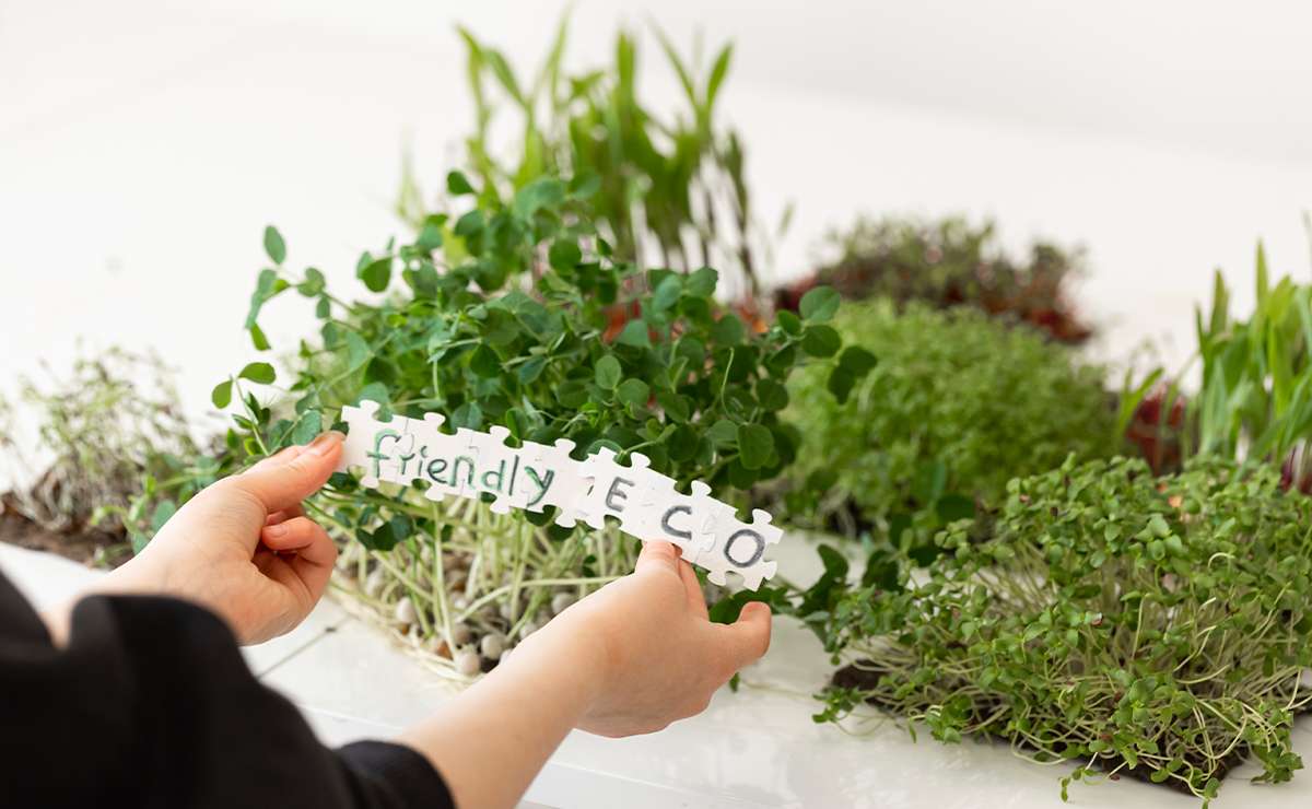 Mani che tengono un cartoncino con la scritta “friendly eco” sopra un vassoio di microgreen freschi