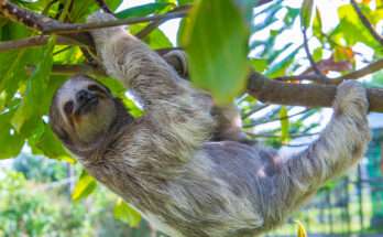 radipo appeso a un ramo nella foresta tropicale