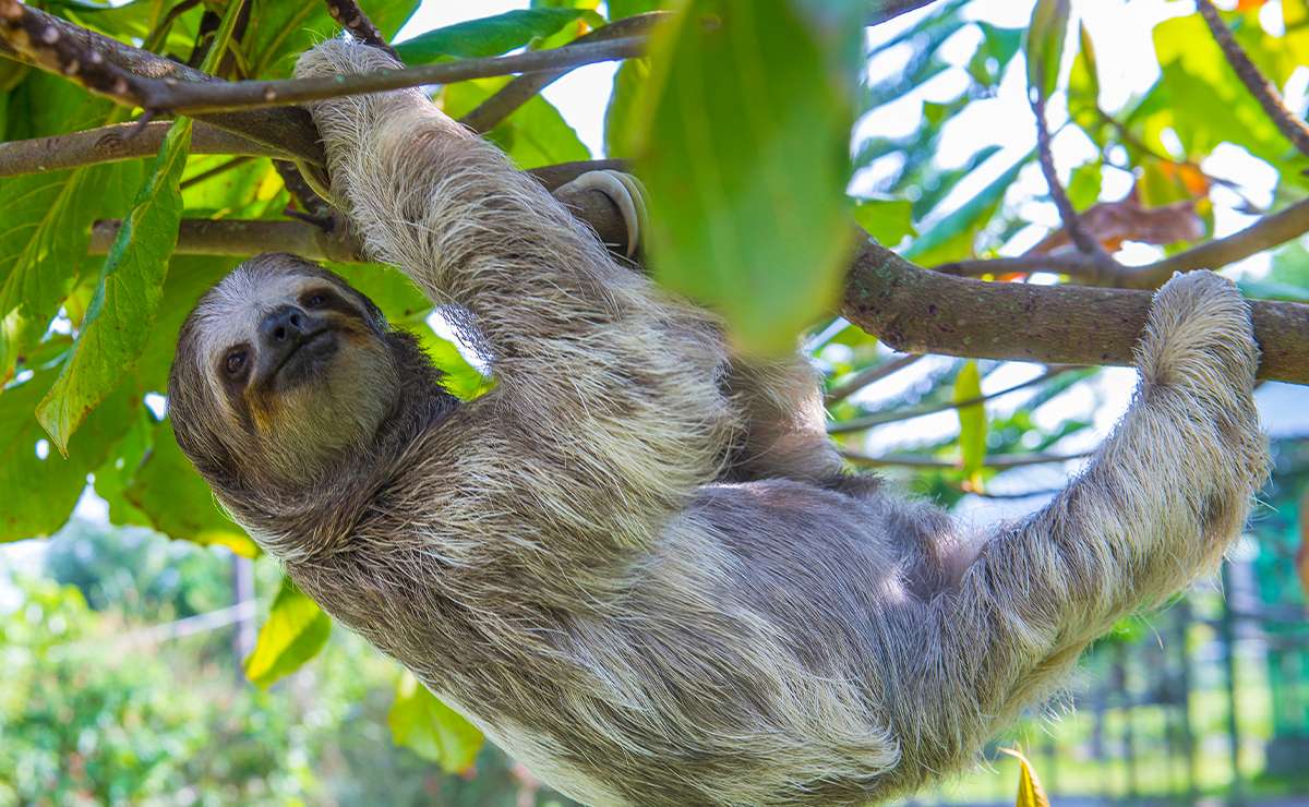 radipo appeso a un ramo nella foresta tropicale