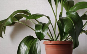 Foglie larghe e lucide di una pianta da interno resistente in vaso di terracotta