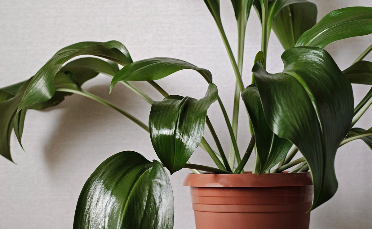 Foglie larghe e lucide di una pianta da interno resistente in vaso di terracotta