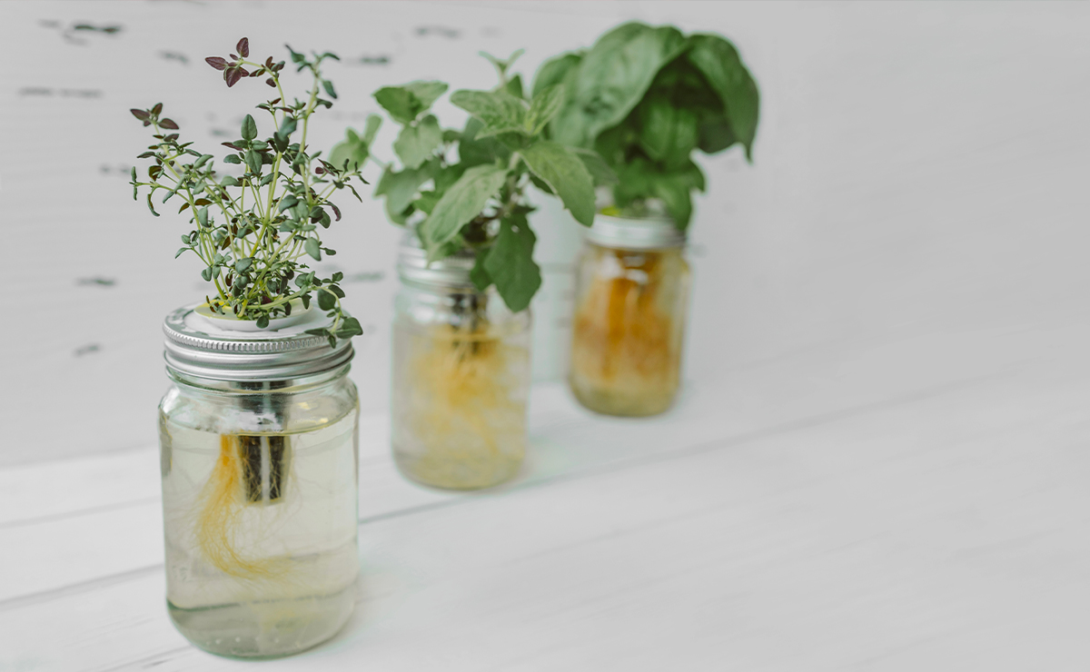 Piante aromatiche coltivate in acqua all’interno di barattoli di vetro